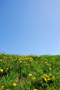 草地和天空