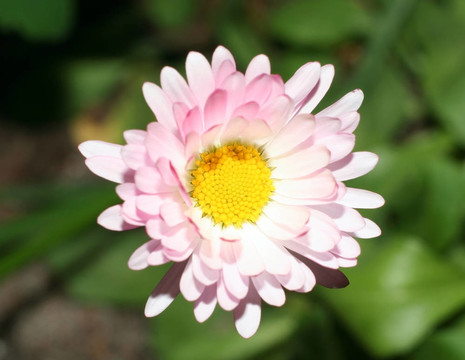 雛菊