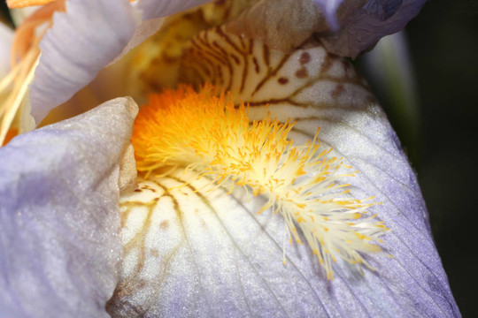 百合花特寫(xiě)