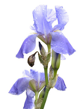 藍(lán)色鳶尾花