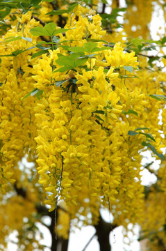 金鏈花
