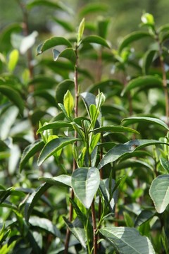 綠茶樹