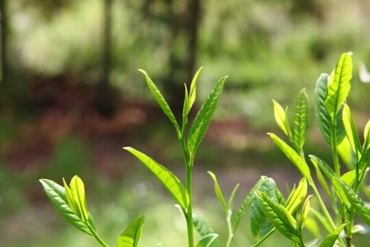 綠茶