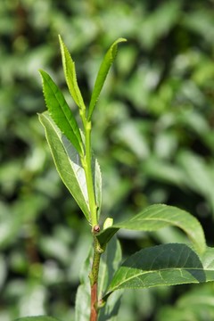 綠茶