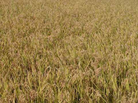 秋季稻田質(zhì)地