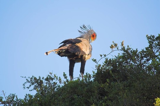 秘書鳥