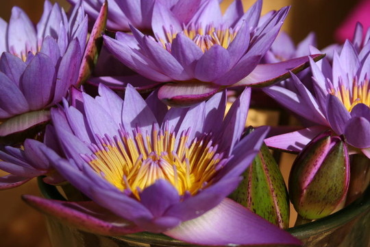 水百合