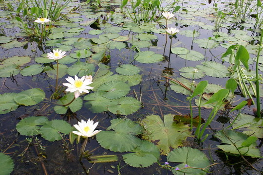 水百合- Pond