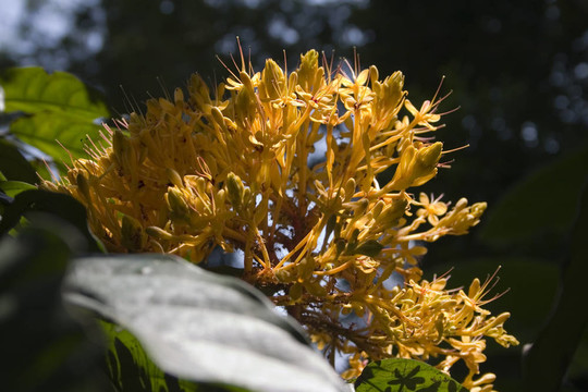 花