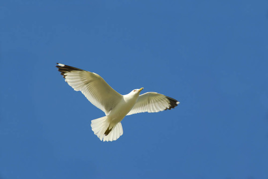 飛翔的鳥