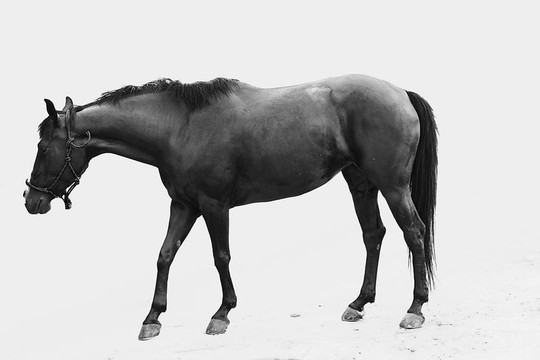 馬