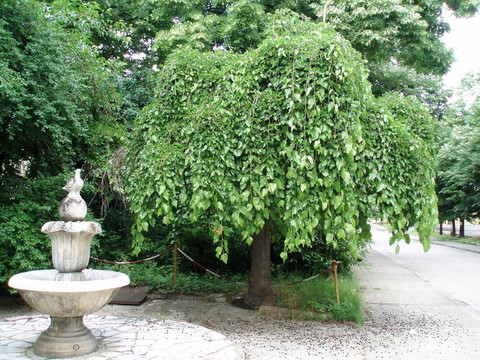 公園