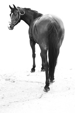 馬