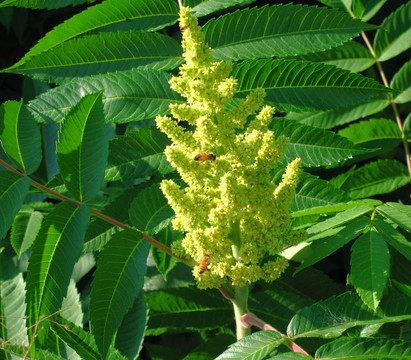 蜜蜂