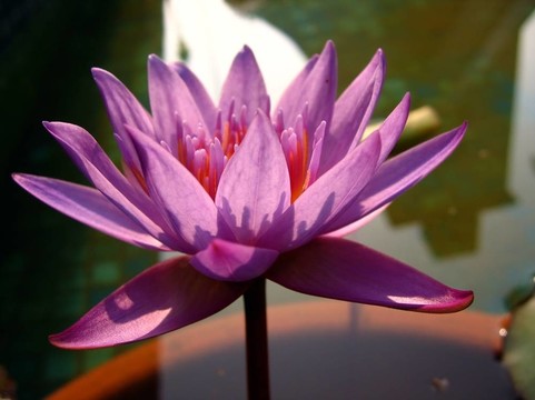 背點(diǎn)燃的水百合