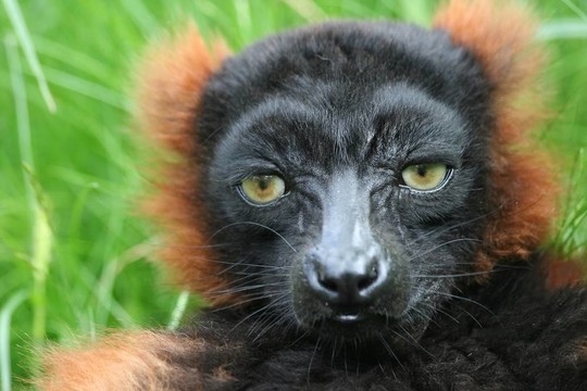 狐猴