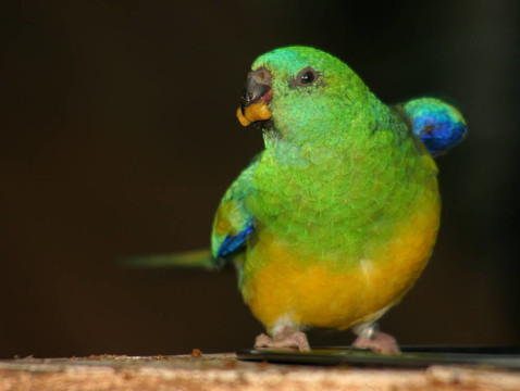 五顏六色的鸚鵡