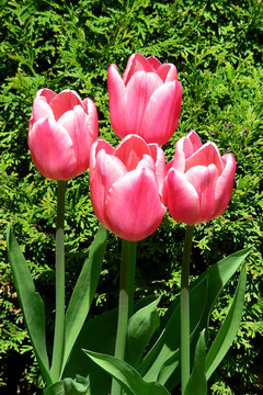 4粉紅色tulips-2