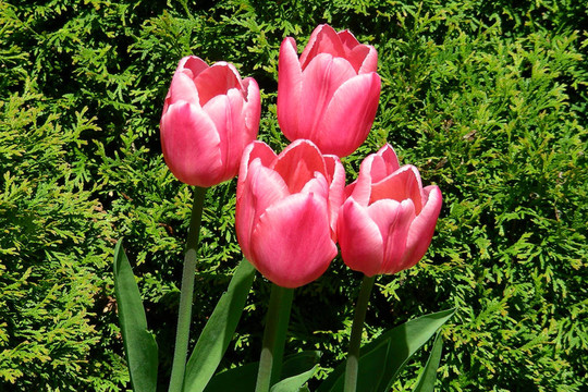 4粉紅色tulip-1