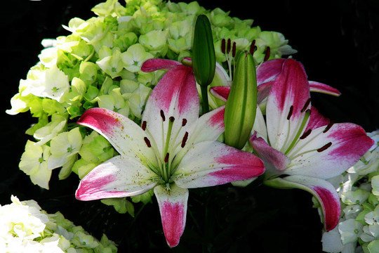復(fù)活節(jié)lillie-2