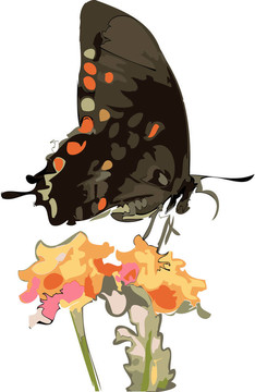 蝴蝶和鮮花