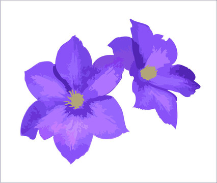 紫色的花