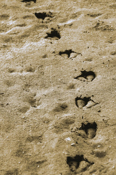 duckprints1