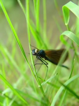 Damselfly在草
