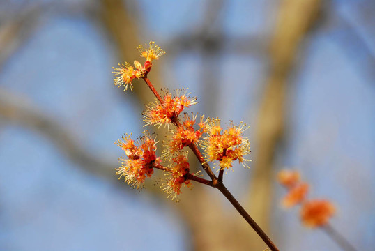 開(kāi)花的樹(shù)枝