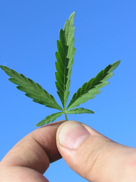 大麻葉