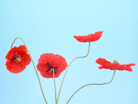 紅罌粟花的安排