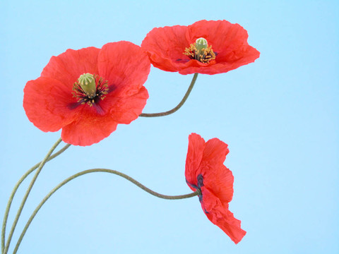 紅罌粟花的安排