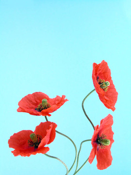 紅罌粟花的安排