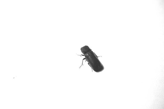 甲殼蟲