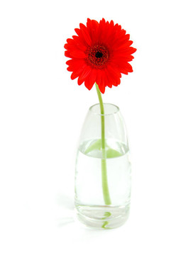 花瓶中的紅太陽(yáng)