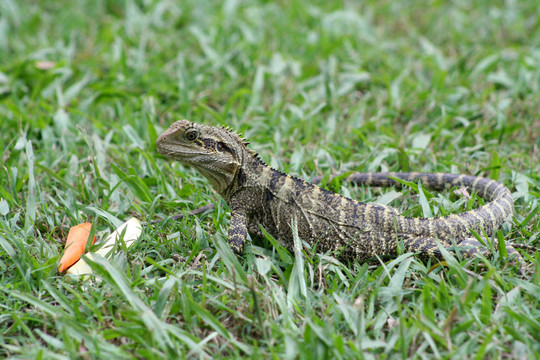 Lizard和他的午餐