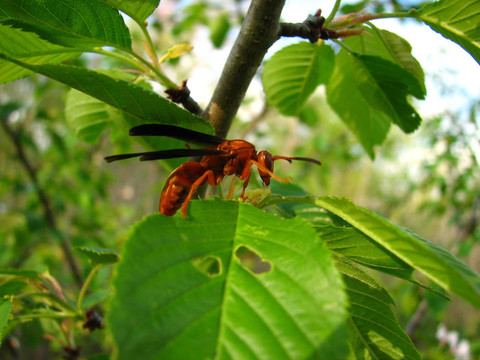 紅蜂