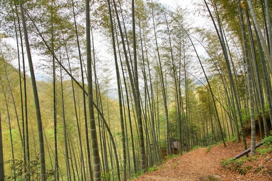 木坑竹海 竹林