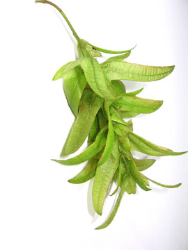 榆樹花序