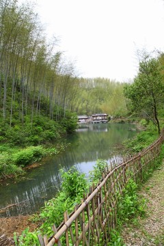木坑竹海 竹林