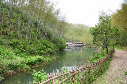 木坑竹海 竹林