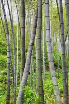 木坑竹海 竹林