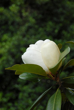 廣玉蘭花蕾