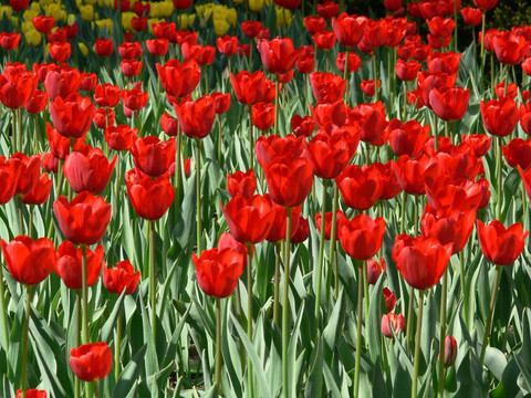 ny_tulips04