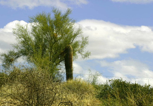 仙人掌Hill