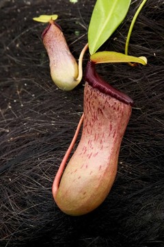 豬籠草