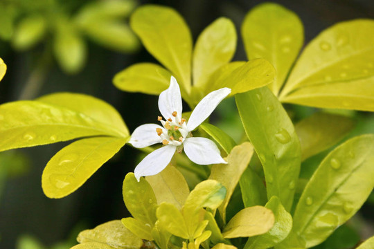 choisya bush flower