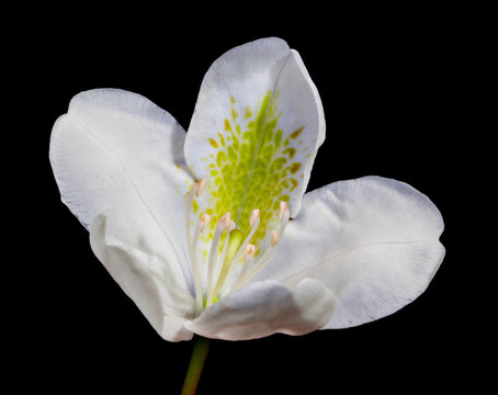 白杜鵑花