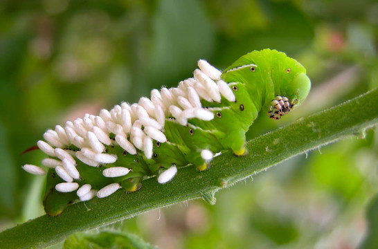 隨著蜂卵Tomato Hornworm