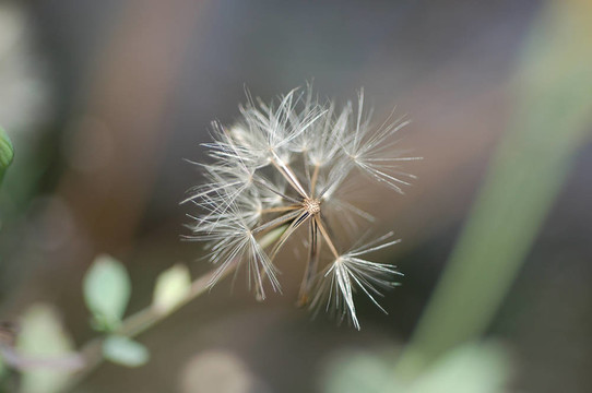 干燥花2